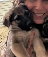 Shadow 2.1, a male German Shepherd Dog for sale in Ruston, LA – Photo 2 of 5