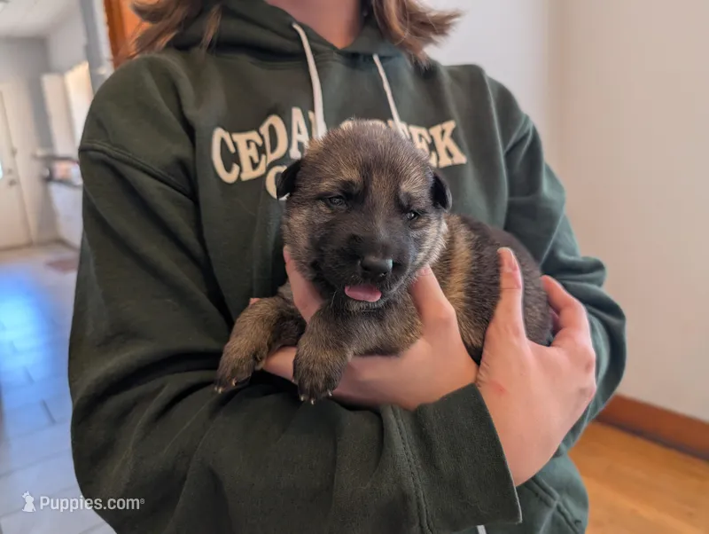 GSD Puppy – German Shepherd Dog puppy for sale in Ruston, LA