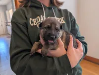 GSD Puppy, a male German Shepherd Dog for sale in Ruston, LA – Photo 1 of 3