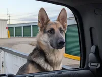 Sable Red, a male German Shepherd Dog for sale in Ruston, LA – Photo 3 of 5