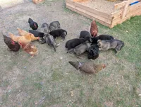 Sable Red, a male German Shepherd Dog for sale in Ruston, LA – Photo 2 of 5