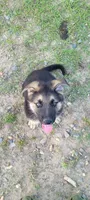 Cartman, a male German Shepherd Dog for sale in Ruston, LA – Photo 1 of 5