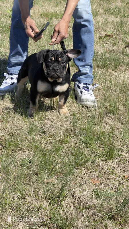 Mary J – American Bully puppy for sale in Maryland City, MD