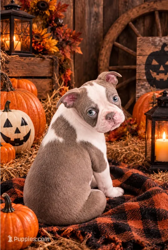 Lyle – Boston Terrier puppy for sale in Mount Sterling, KY