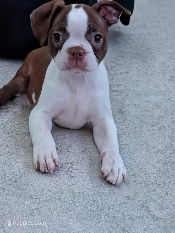Pinky pie – Boston Terrier puppy for sale in Mount Sterling, KY