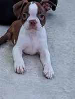 Pinky pie, a female Boston Terrier for sale in Mount Sterling, KY – 1 of 1