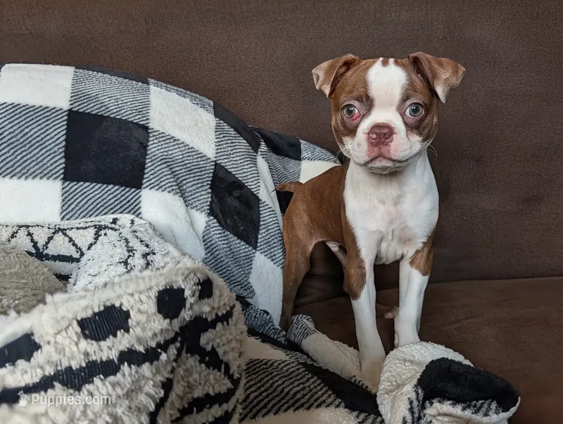 Goober – Boston Terrier puppy for sale in Mount Sterling, KY