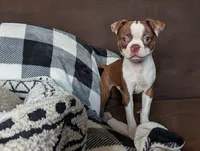 Goober, a male Boston Terrier for sale in Mount Sterling, KY – 1 of 1