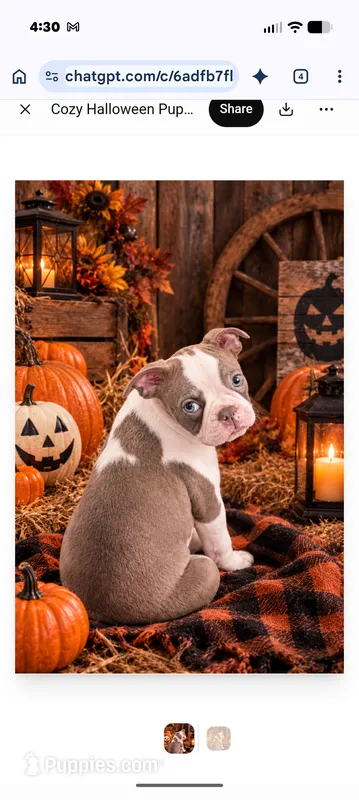 Lyle – Boston Terrier puppy for sale in Mount Sterling, KY