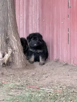 Black and tan, a female German Shepherd Dog for sale in Albuquerque, NM – 2 of 3