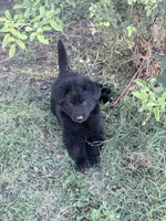 Black female , a female German Shepherd Dog for sale in Albuquerque, NM – 2 of 2