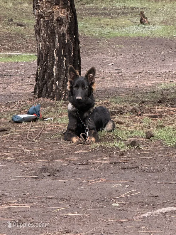 Zeva , a female German Shepherd Dog for sale in Albuquerque, NM – 1 of 2