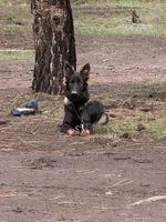 Zeva , a female German Shepherd Dog for sale in Albuquerque, NM – 1 of 2