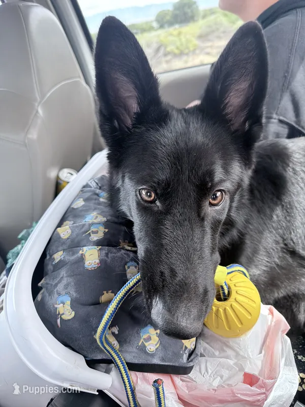 Hero  – German Shepherd Dog puppy for sale in Albuquerque, NM
