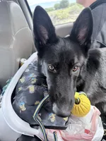 Hero , a male German Shepherd Dog for sale in Albuquerque, NM – 1 of 4