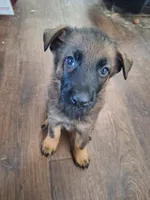 Sable boy 1 , a male German Shepherd Dog for sale in Albuquerque, NM – 1 of 4