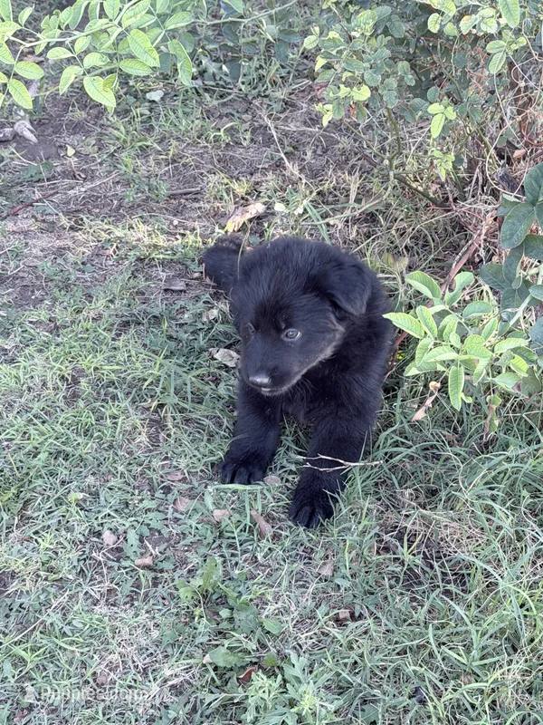 Black female  – German Shepherd Dog puppy for sale in Albuquerque, NM
