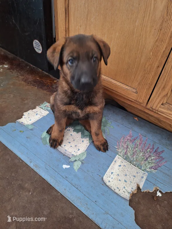 Sable 3  – German Shepherd Dog puppy for sale in Albuquerque, NM