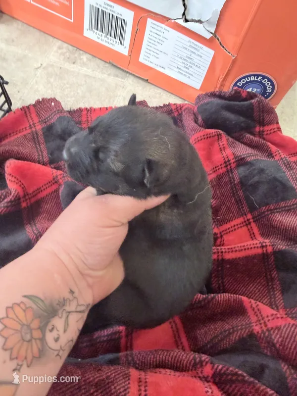 Blue sable  – German Shepherd Dog puppy for sale in Albuquerque, NM