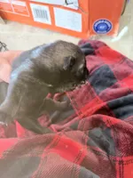 Blue sable , a male German Shepherd Dog for sale in Albuquerque, NM – Photo 3 of 5