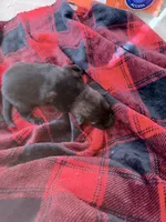 Blue sable , a male German Shepherd Dog for sale in Albuquerque, NM – Photo 4 of 5