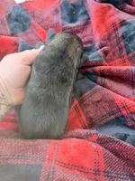 Blue sable , a male German Shepherd Dog for sale in Albuquerque, NM – Photo 5 of 5