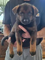 Sable 3 , a male German Shepherd Dog for sale in Albuquerque, NM – 3 of 3