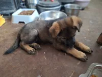 Boy3 , a male German Shepherd Dog for sale in Albuquerque, NM – 2 of 2