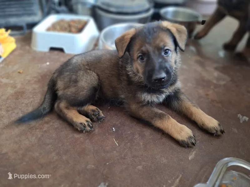 Boy3  – German Shepherd Dog puppy for sale in Albuquerque, NM