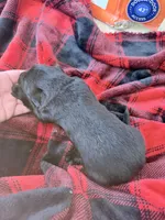 Green male , a male German Shepherd Dog for sale in Albuquerque, NM – Photo 5 of 5