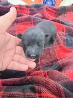 Green male , a male German Shepherd Dog for sale in Albuquerque, NM – Photo 3 of 5