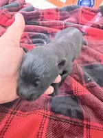 Green male , a male German Shepherd Dog for sale in Albuquerque, NM – Photo 2 of 5