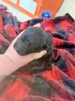 Green male , a male German Shepherd Dog for sale in Albuquerque, NM – Photo 4 of 5