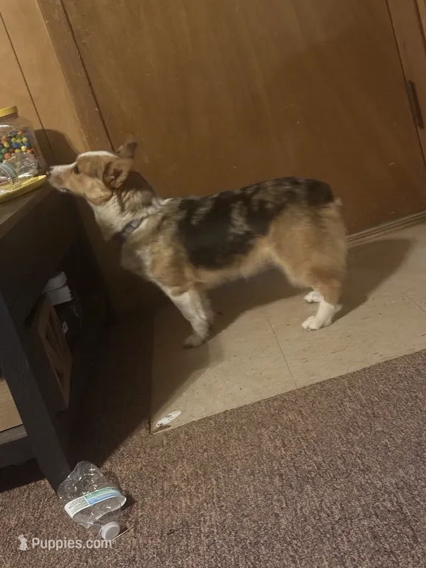 Corgi  – Pembroke Welsh Corgi puppy for sale in Albuquerque, NM