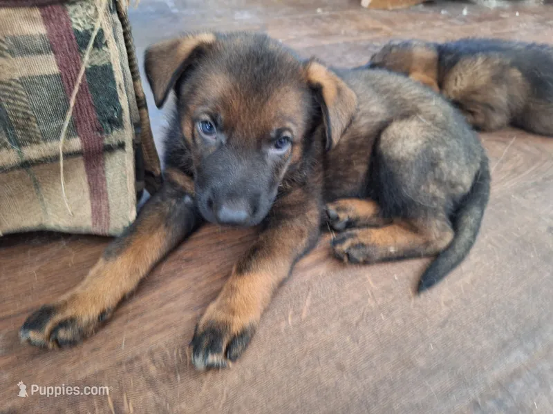 Sable 3  – German Shepherd Dog puppy for sale in Albuquerque, NM
