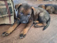 Sable 3 , a male German Shepherd Dog for sale in Albuquerque, NM – 1 of 3