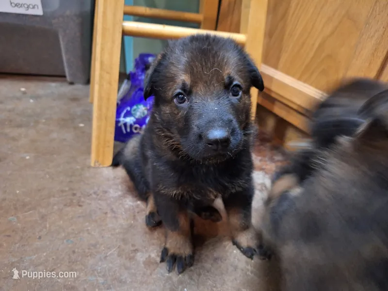 Red sable  – German Shepherd Dog puppy for sale in Albuquerque, NM