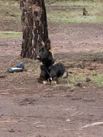 Zeva , a female German Shepherd Dog for sale in Albuquerque, NM – 2 of 2