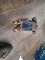 Sable boy 1 , a male German Shepherd Dog for sale in Albuquerque, NM – 4 of 4