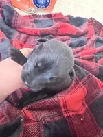 Red female , a female German Shepherd Dog for sale in Albuquerque, NM – Photo 3 of 4