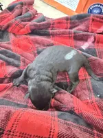 Red female , a female German Shepherd Dog for sale in Albuquerque, NM – Photo 2 of 4