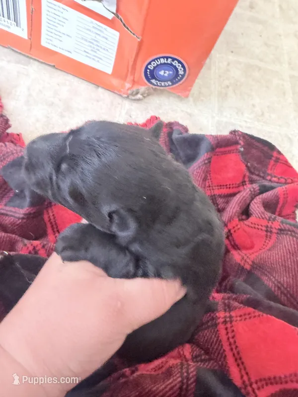 Red female  – German Shepherd Dog puppy for sale in Albuquerque, NM