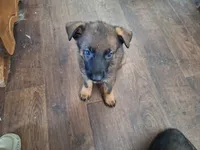 Sable boy 1 , a male German Shepherd Dog for sale in Albuquerque, NM – 3 of 4