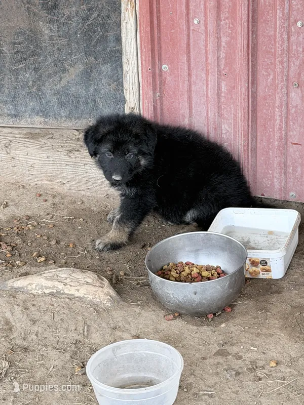 Black and tan – German Shepherd Dog puppy for sale in Albuquerque, NM