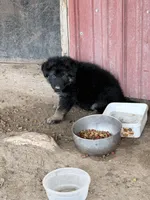 Black and tan, a female German Shepherd Dog for sale in Albuquerque, NM – 1 of 3