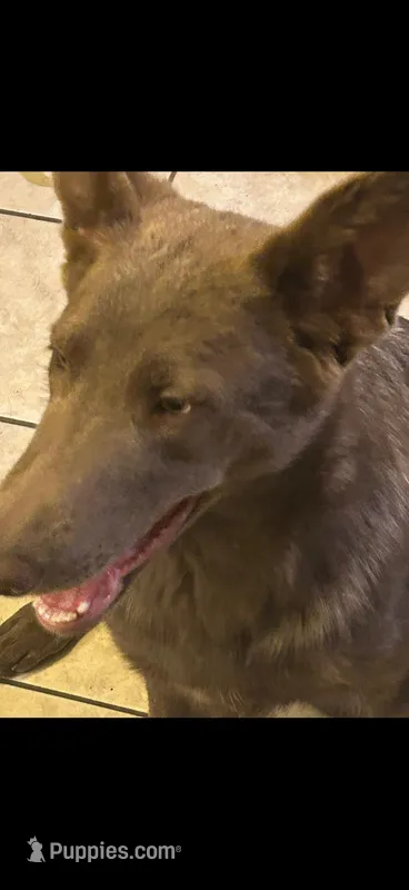 Marigold , a female German Shepherd Dog for sale in Albuquerque, NM – Photo 1 of 3