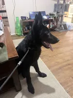 Hero , a male German Shepherd Dog for sale in Albuquerque, NM – 4 of 4