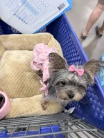 Eep, a female Yorkshire Terrier for sale in Albuquerque, NM – 3 of 3