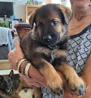 Sable boy 1 , a male German Shepherd Dog for sale in Albuquerque, NM – 2 of 4
