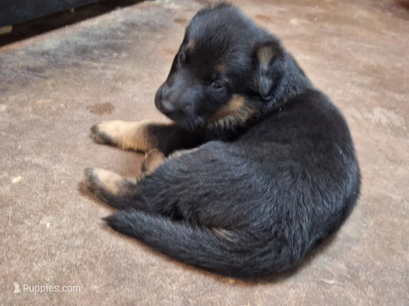 Black and tan  – German Shepherd Dog puppy for sale in Albuquerque, NM